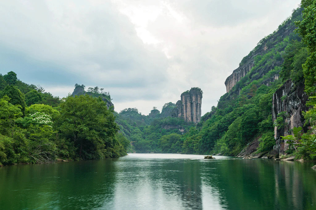 Wuyishan Tea Growing Region & 10 Ways It's Unique